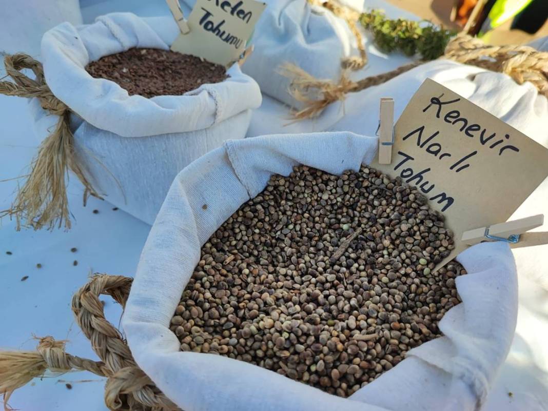 İlk hasat alındı: Kozmetikten tekstile birçok sektörde doping etkisi yapacak! Türkiye'de ilk kez uygulanıyor 13